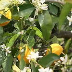 With Garden In
