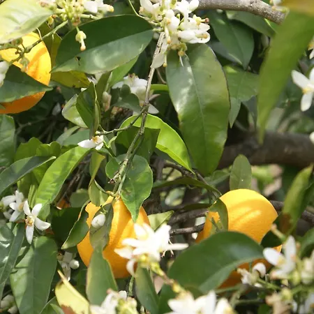 With Garden In