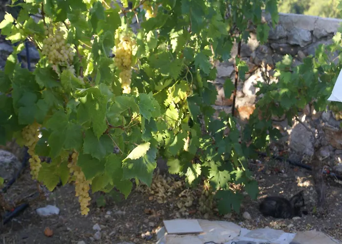 Дом отдыха With Garden In *