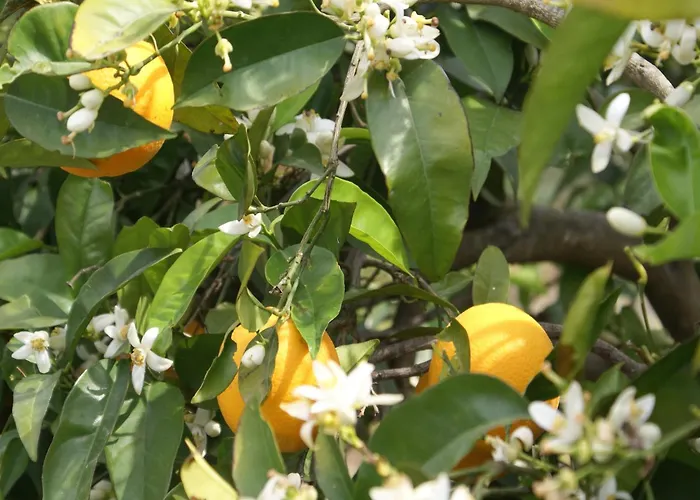 With Garden In